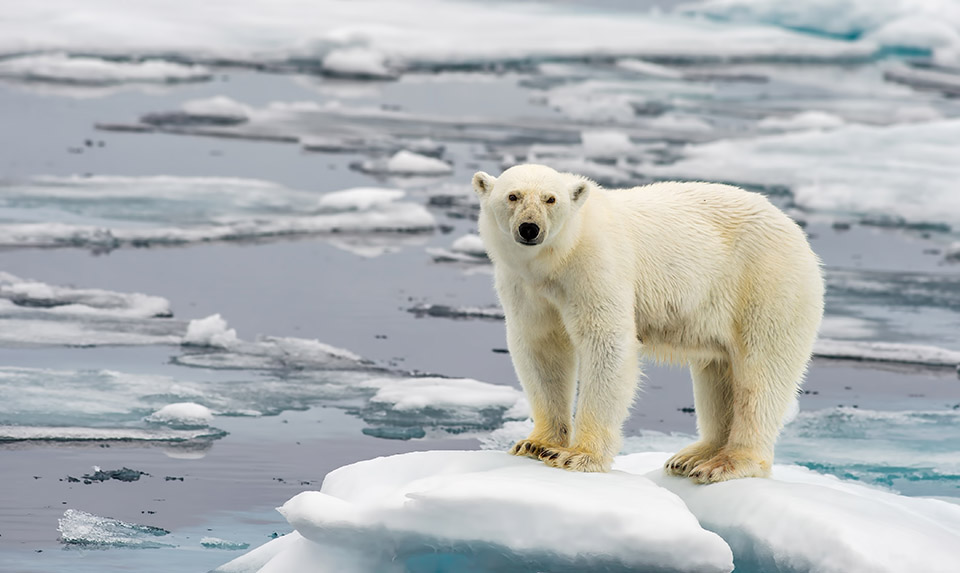 Polar Bear - Web