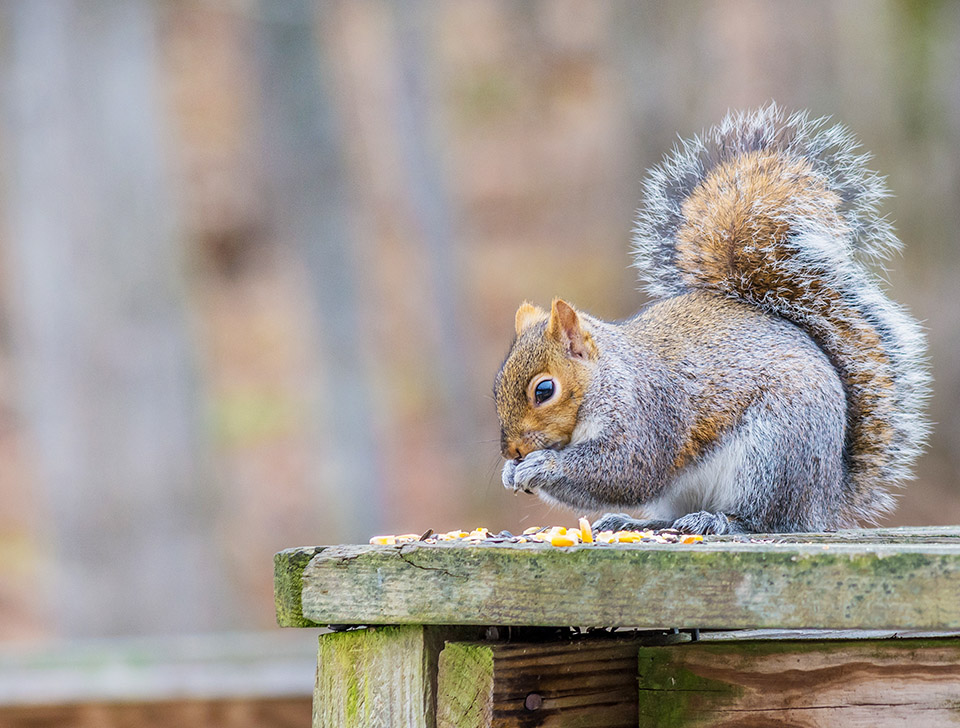 Squirrel - Web