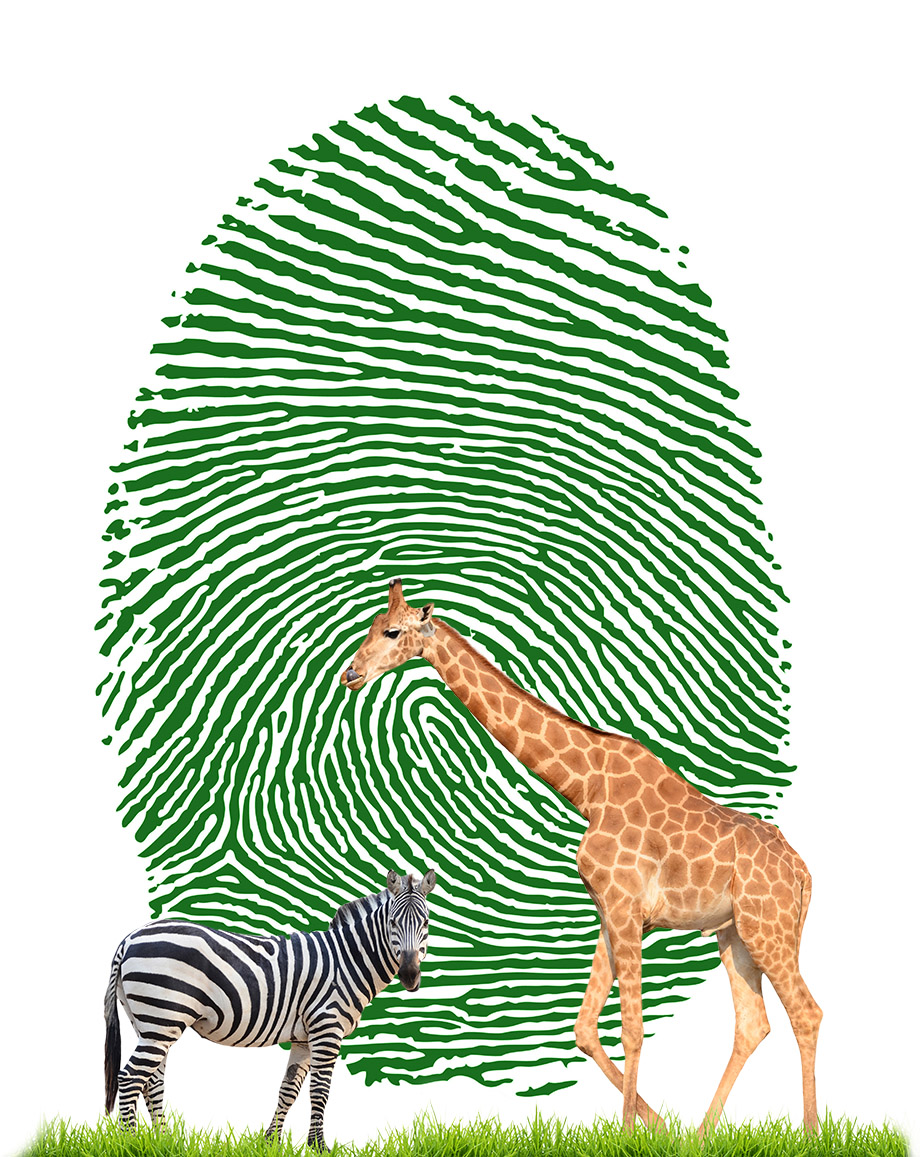 Zebra and Giraffe over Fingerprint Web
