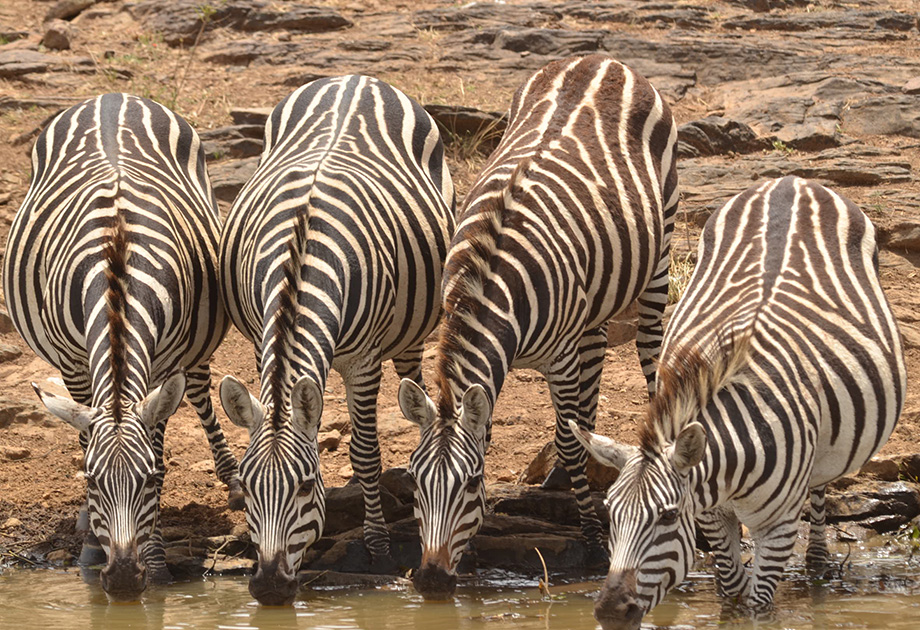 Zebras - Around Pond DSC_9573_Web